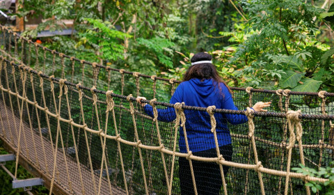 Photograph of a person crossing a rope bridge surrounded by trees, representing movement, participation, confidence and engagement in physical activity in an outdoor environment