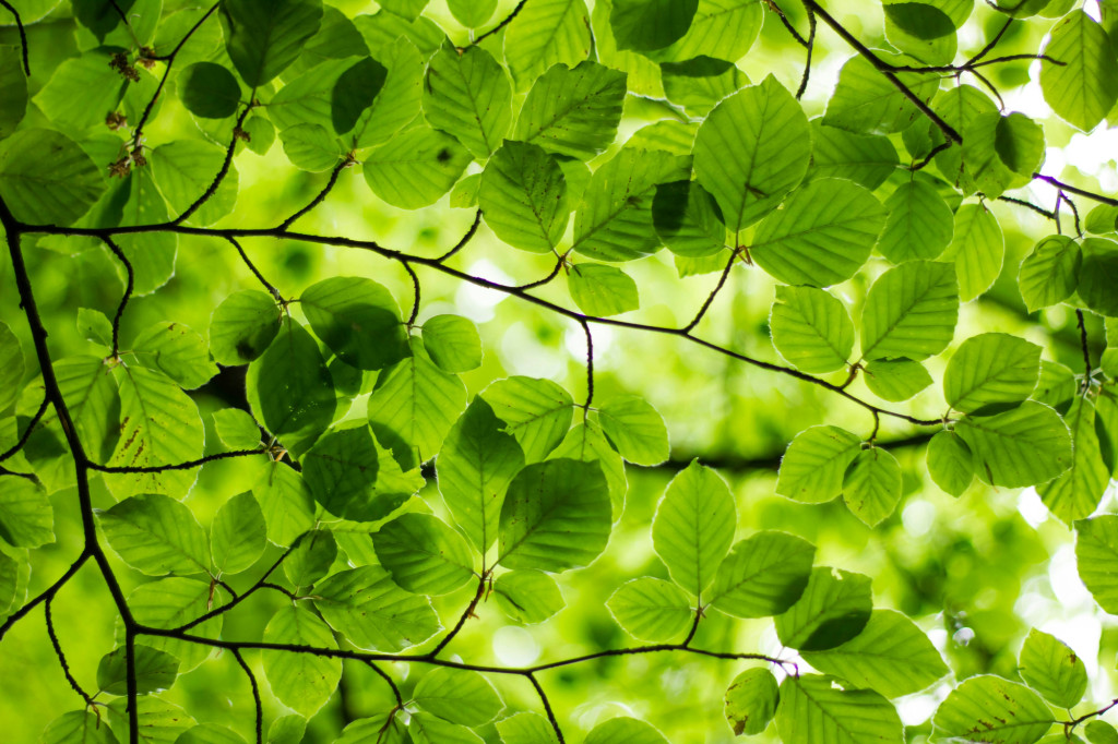 Leaves on a tree