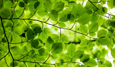 Leaves on a tree