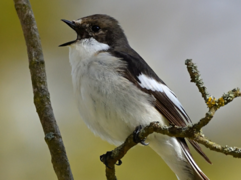 A bird perched on a branch singing