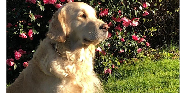 Photograph of a golden retriever sat in the sun in a garden.