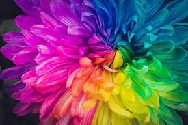 A flower in full bloom coloured in the colours of the rainbow