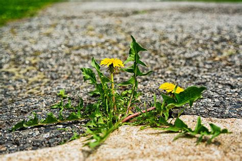 A dandelion growing through cracks in the concrete demonstrating resilience, adaptability and hope.