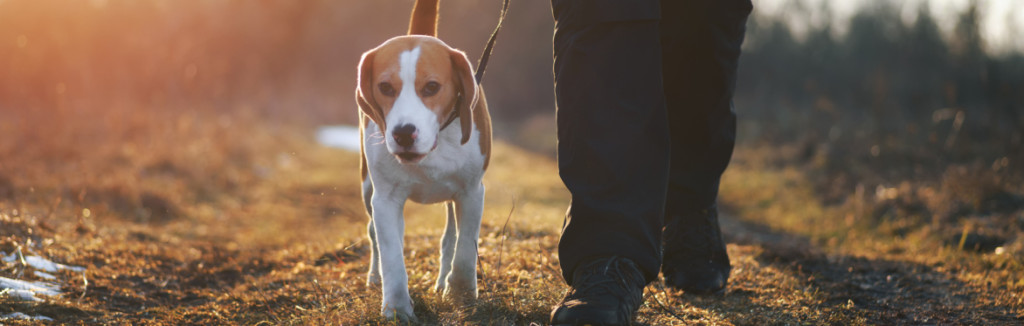 Love dogs
