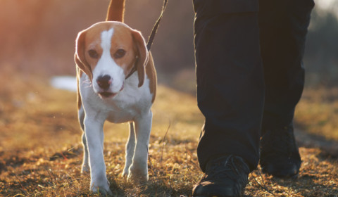 Love dogs