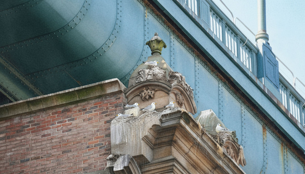 Two Tyne Kittiwakes flying together in front of the Tyne Bridge