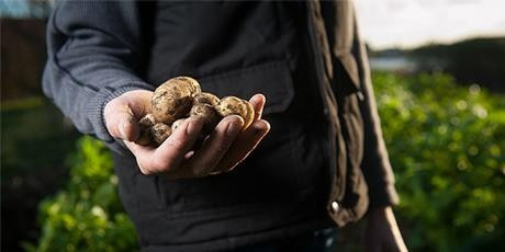 farmer holds potatoes