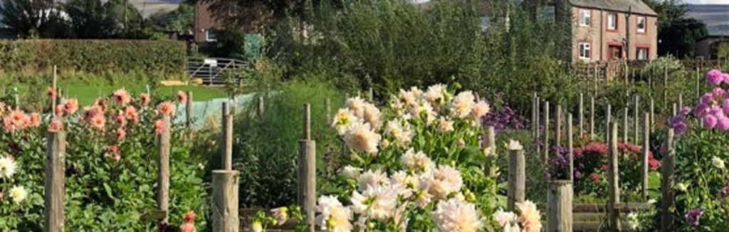 Sustainable flowers