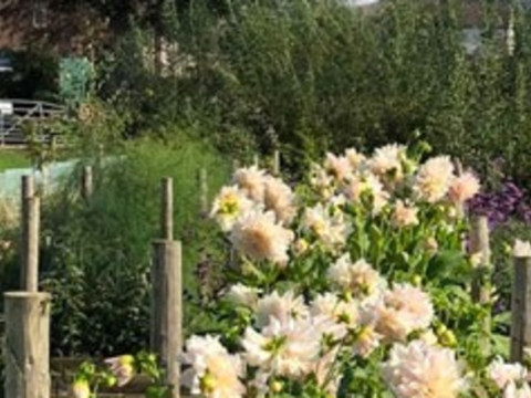 Sustainable flowers