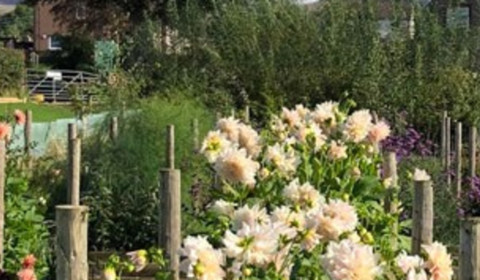 Sustainable flowers