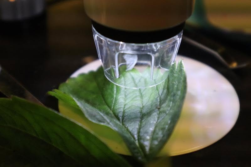 Image of a leaf placed under a microscope
