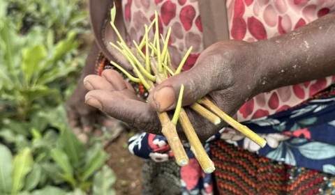 A hand holding a plant