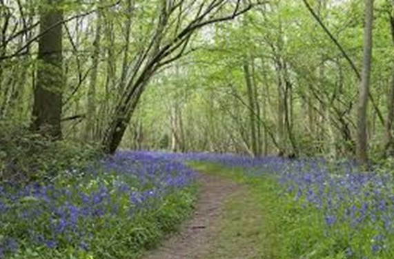 woodland walk with bluebells