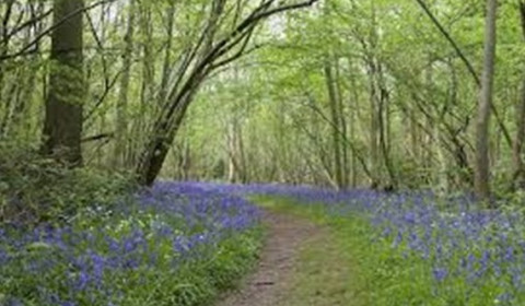 woodland walk with bluebells
