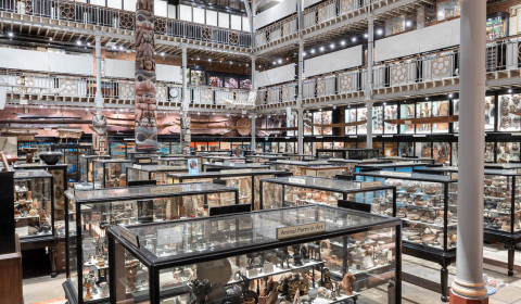 Interior of the Pitt Rivers Museum, Oxford, showing rows of glass display cases filled with historical and cultural artefacts, surrounded by multi-level galleries.