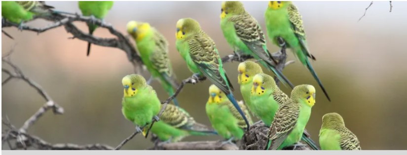 image of a group of budgies sitting in a tree