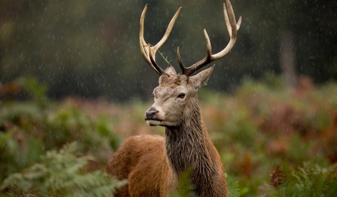 A stag standing in a forest with it raining behind is a deep forest.