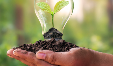 Photograph of a hand holding a seedling encased in a lightbulb