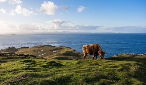 Highland Cattle eating grass on a sea cliff with blue sea and sky with clouds in the background