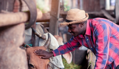A man patting the head of a cow with others behind him.