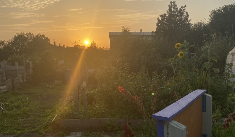 Looking over an allotment with sheds towards a warm orange sunset