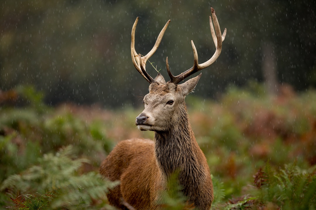 A stag standing in a forest with it raining behind is a deep forest.